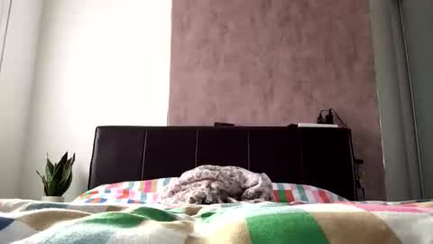 Hayle online show from October 2025 08:36:01 AM