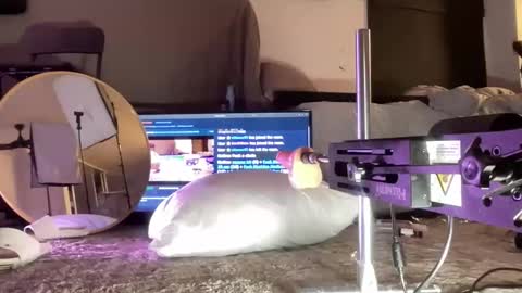 Snapshot of hectorramirezxxx chatting on December 2025 05:01:02 AM LockedThug online show from December 2025 05:01:02 AM