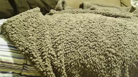 BigFTMdick online show from December 2024 07:11:02 AM