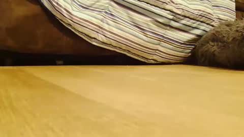 BigFTMdick online show from December 2024 02:12:01 AM