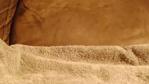 BigFTMdick online show from January 2025 06:41:02 AM