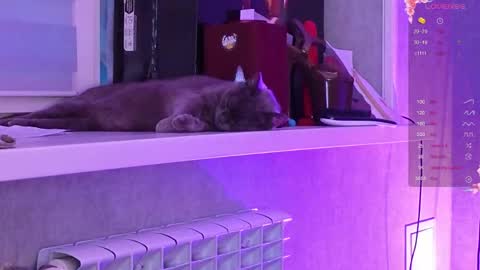 Snapshot of i_see_aysi chatting on March 2026 03:08:02 PM Aysi online show from March 2026 03:08:02 PM