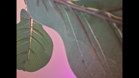 Snapshot of isabellacloverlove chatting on September 2025 04:58:02 AM Isabella online show from September 2025 04:58:02 AM