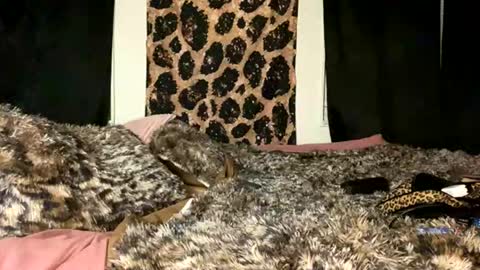 Snapshot of jeddahdolly chatting on November 2025 12:24:01 AM jeddahdolly online show from November 2025 12:24:01 AM