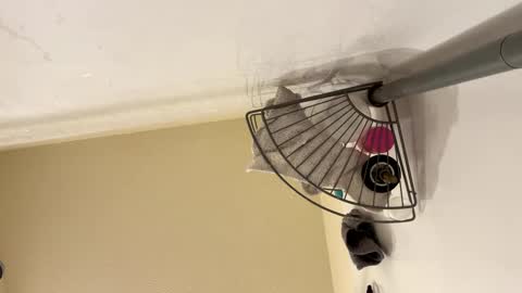 Snapshot of josephung1 chatting on February 2025 06:23:01 AM sissy josphine online show from February 2025 06:23:01 AM