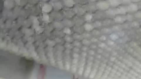 Snapshot of juergenkru chatting on September 2025 12:40:01 PM Giovanni50pro online show from September 2025 12:40:01 PM