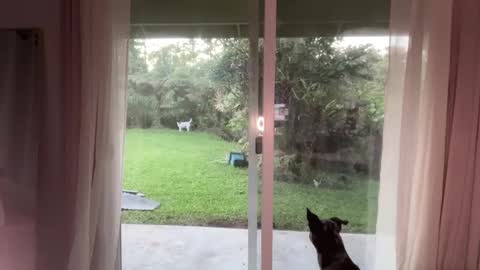 Snapshot of kaileeshy chatting on January 2025 03:51:02 AM Kailee Smile online show from January 2025 03:51:02 AM