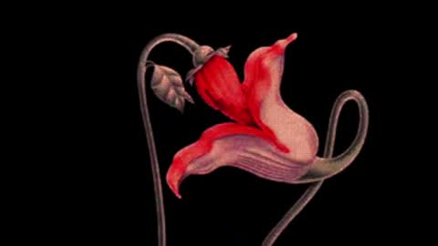 katsuro online show from March 2025 09:11:02 PM