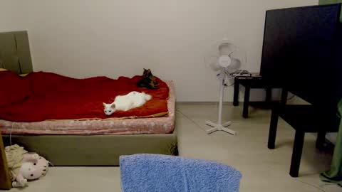 Jennyblonde and Emmabrunette online show from February 2025 12:41:02 AM