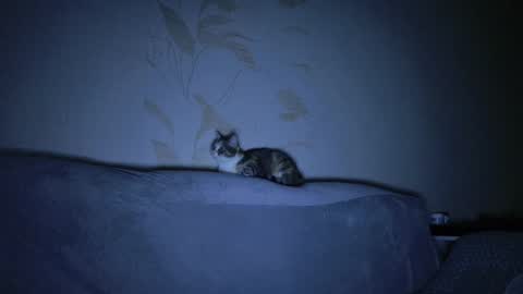 Evelyn online show from March 2025 11:16:01 AM