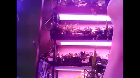 krookedorchid online show from January 2026 11:48:01 AM