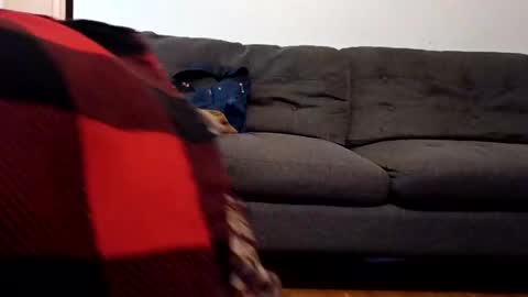 lacybell online show from February 2025 10:40:01 AM