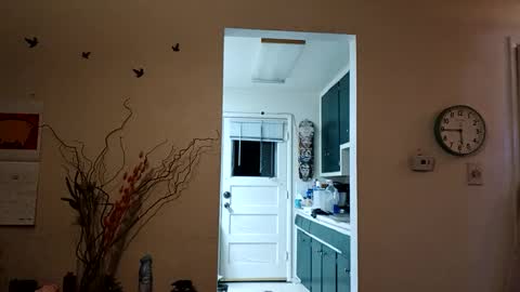 lacybell online show from March 2025 11:37:02 AM