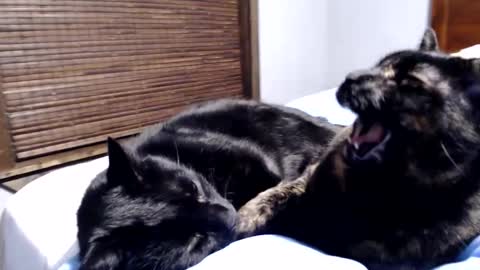 Snapshot of lancehardin chatting on December 2024 12:38:01 AM Lance online show from December 2024 12:38:01 AM