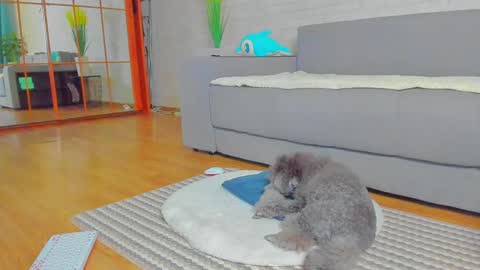 Snapshot of lilyt_007 chatting on January 2025 06:02:02 AM lilyt_007 online show from January 2025 06:02:02 AM