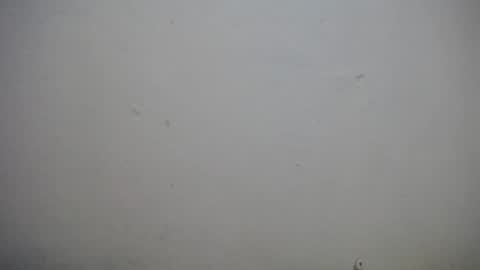 lisa_branch online show from November 2025 10:38:02 AM