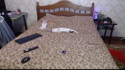 Sevy online show from December 2024 12:11:01 AM