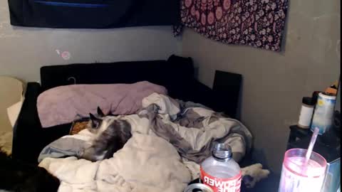 londonray online show from November 2025 11:40:02 AM