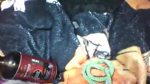 Snapshot of lovaelisa chatting on October 2025 06:48:01 AM lovaelisa online show from October 2025 06:48:01 AM