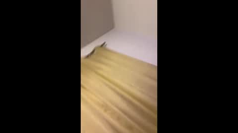 luis132578 online show from November 2025 12:37:02 PM