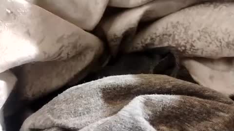 Snapshot of lvacd11 chatting on January 2025 12:38:01 PM Lvac11 online show from January 2025 12:38:01 PM