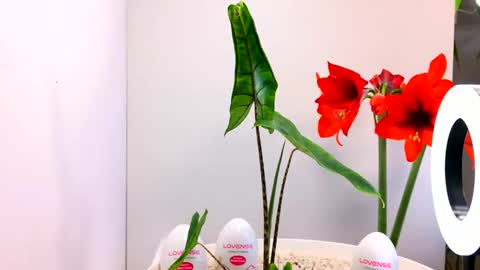 Snapshot of manup1977 chatting on December 2025 12:04:01 AM manup1977 online show from December 2025 12:04:01 AM