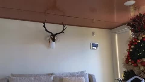 Snapshot of maximohoot chatting on December 2024 07:22:01 PM Sebastian online show from December 2024 07:22:01 PM