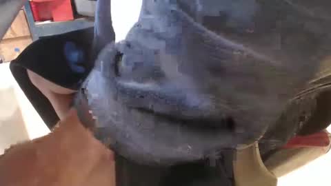 mee9090e900 online show from September 2025 11:11:01 AM