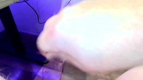 mellomike online show from September 2025 06:32:02 PM