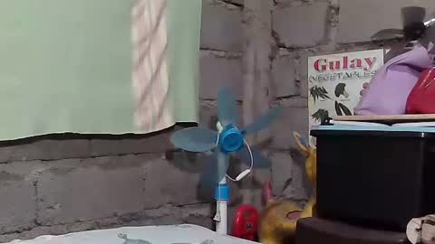 merietiny online show from January 2025 05:59:02 AM