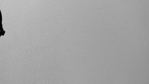 Snapshot of miavelvet_dl chatting on October 2025 12:37:02 PM mia online show from October 2025 12:37:02 PM