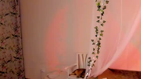 Misha online show from December 2024 08:00:02 PM