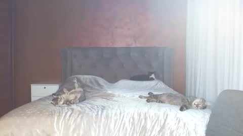 Misha online show from January 2026 07:11:01 PM