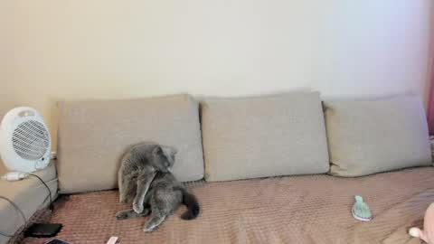 Kitty online show from May 2026 03:36:02 AM