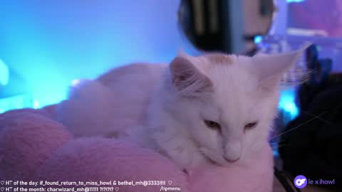 Snapshot of misshowl chatting on January 2025 09:15:01 AM Lexi Bitch Tits Baked Goldfish Howl Miss Zero Remeber The First online show from January 2025 09:15:01 AM