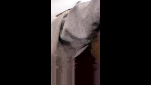 Snapshot of missniagaraishorny chatting on January 2026 08:23:01 PM MissNiagara online show from January 2026 08:23:01 PM