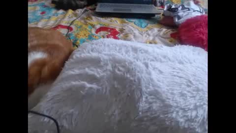 Snapshot of mollyandbra chatting on February 2025 09:29:01 PM Molly And Brad online show from February 2025 09:29:01 PM