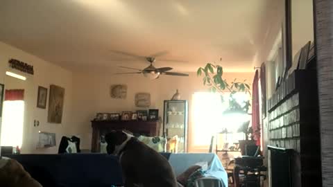 Snapshot of monkeedance chatting on December 2024 06:54:02 PM Monkee Dance online show from December 2024 06:54:02 PM