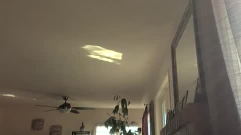 Snapshot of monkeedance chatting on November 2025 09:19:02 PM Monkee Dance online show from November 2025 09:19:02 PM