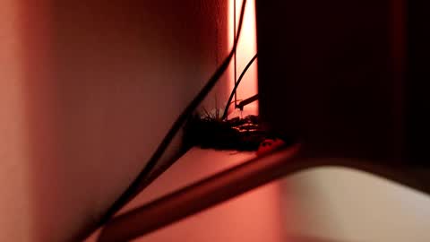 Snapshot of mrstenderbeast chatting on March 2025 06:11:01 PM YOUR OWNER online show from March 2025 06:11:01 PM