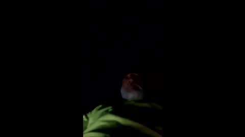 mullinfloggin79 online show from May 2026 10:01:01 AM
