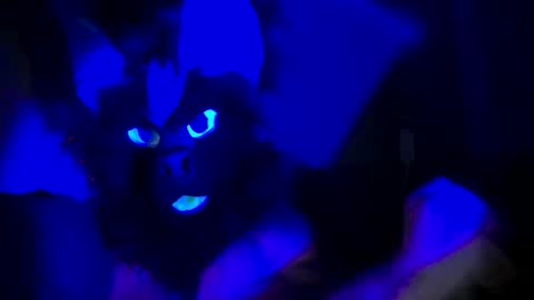 Snapshot of n33ds2br33d chatting on October 2025 03:07:01 AM n33ds2br33d online show from October 2025 03:07:01 AM