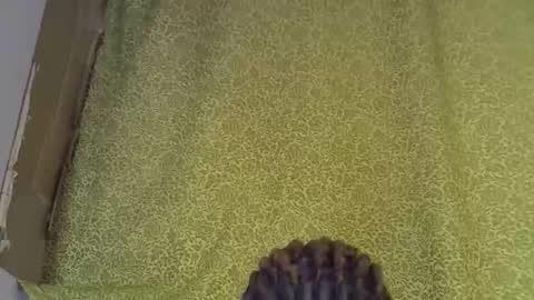 Snapshot of nasty_previne chatting on January 2026 08:22:01 PM previn online show from January 2026 08:22:01 PM