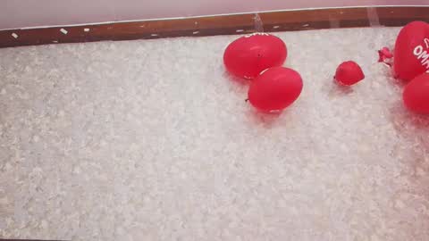 Nicol online show from February 2025 07:42:01 PM