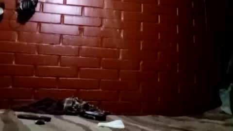 nocturnus1980 online show from February 2026 07:29:01 AM