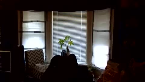 oscar flores online show from February 2026 01:42:01 PM