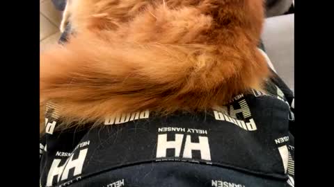 oggs48 online show from November 2025 01:46:01 PM