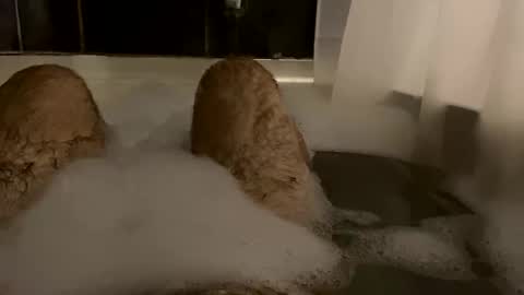 Snapshot of oldbones2 chatting on February 2025 02:51:01 AM oldbones2 online show from February 2025 02:51:01 AM