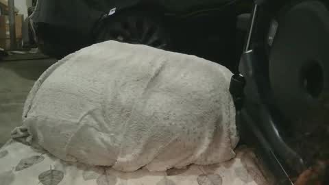 originalcali95 online show from December 2025 01:32:02 AM