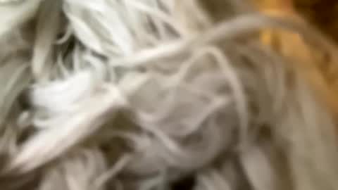 Snapshot of percocetpete45 chatting on December 2024 07:44:01 PM Poonshiner online show from December 2024 07:44:01 PM